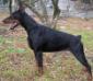 CAC CACIB BOB elecktra  di baia nera