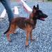 MANALO K9's BRAVEHEART