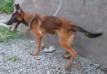 MANALO K9's ARTHUR