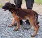 MANALO K9's JOAN