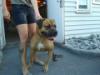 Bingen Bulldogs Playboy