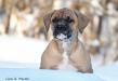 Bingen Bulldogs One Night Stand