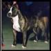 AKC CH/UKC CH/ INTL Gaff's And Milagra's All Fired Up
