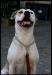 Daria du clan des Anges of Hells Bells bulldogs