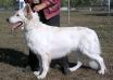 C'Digit vom Niehuser See (Ahlitah Quest kennel)