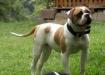 White Bull's Bullistic Jr