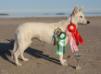  Bonnibel of Lovely Whitestar