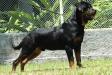 Muck Rottweiler Bomber From Arsic