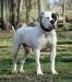 D'Merks Luckycharm of Braveheart's