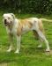  Breizh Bully`s Azenor