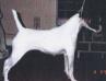 AM CH McGypsi's Ballet Dancer