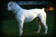 Roots/Bionic's Bodacious Bo
