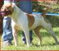 Root's Red Dog of Dailey