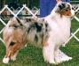 AKC CH Kaleidoscope Boy Oh Boy