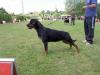 Cinderella de la Corte Canina