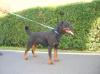 Ferro De la Corte Canina