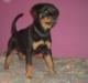 Heidy De la Corte Canina