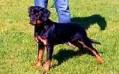 Foxy De la Corte Canina