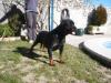 Nelly De la Corte Canina