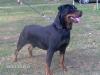 Mocca De la Corte Canina