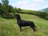 Dalila De la Corte Canina