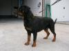 Eros De la Corte Canina