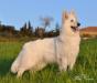 MCH, JCH, JTOPDOG Rosehill Duchesse de Brabant