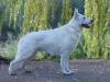 HanSolo von Tirol (Ahlitah Quest kennel)
