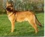 Bronco Perle De Tourbiere