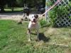 DPK'S Teenie Girl Of Temple Kennel