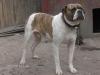 Temple Kennel's Grouch