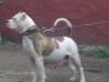 Temple Kennel's Terra