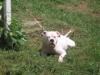 DPK'S Sasha Fierce Of Temple Kennel