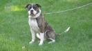DPK'S Sookie Stackhouse Of Temple Kennel