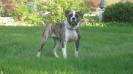 DPK'S Terra Mae Brown Of Temple Kennel