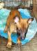 MANALO K9's DUKE
