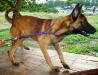 MANALO K9's IVAN