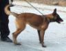 MANALO K9's IVANA