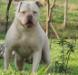Manstopper's Flossy of Mountain Bulldog