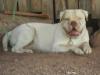 Hulk of Mountain Bulldog