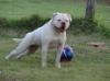 Katara of Mountain Bulldog