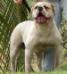 Ironman Jazz Mountain Bulldog