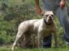 Mandy Mountain Bulldog