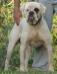Asoka Mountain Bulldog