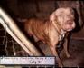  STONE CITY KENNEL'S AWESOME BABY ROM