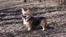 <span style="color: darkred">CAC</span> Chimney Dog Sambatus