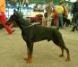 MULTI CH, CAC, CACIB Pierce Patrick od Telepa