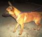 MANALO K9's KULET