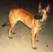 MANALO K9's YSAY