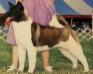 AKC CH Windom's Stardust